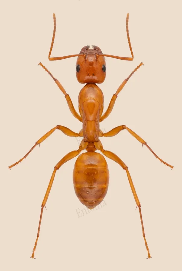 Camponotus castaneus, Camponotus castaneus, lámina