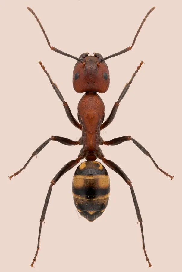 Camponotus habereri(Camponotus habereri) 도판