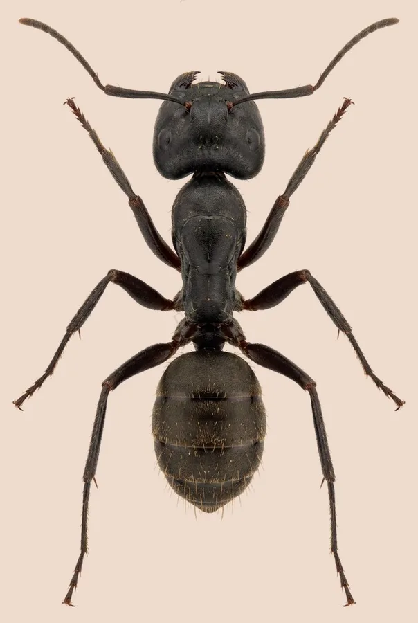 クロオオアリ（Camponotus japonicus）の図版