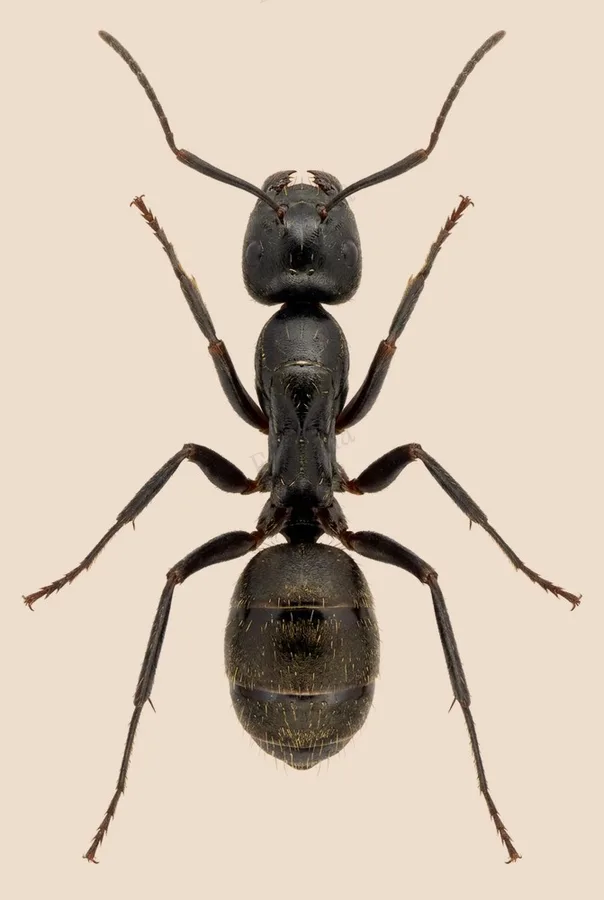 Eastern black carpenter ant, Camponotus pennsylvanicus, plate