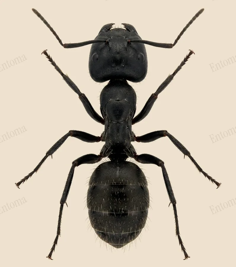 Hairy carpenter ant, Camponotus vagus, plate