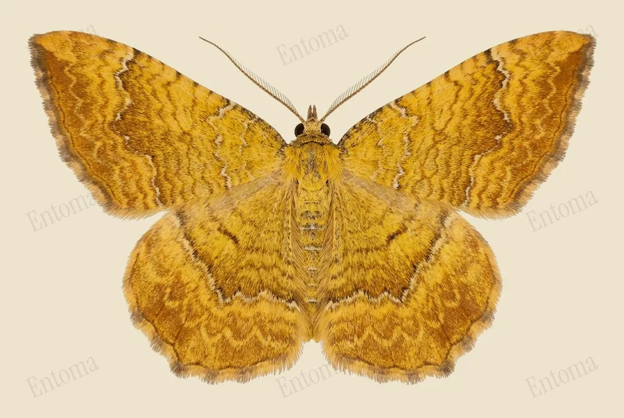 Yellow shell moth, Camptogramma bilineata, plate
