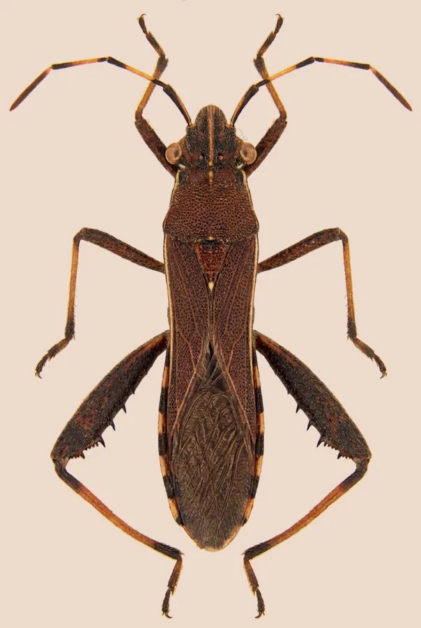 Broad-headed bug, Camptopus lateralis, plate