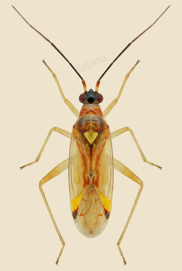 Campyloneura virgula, Campyloneura virgula, plate
