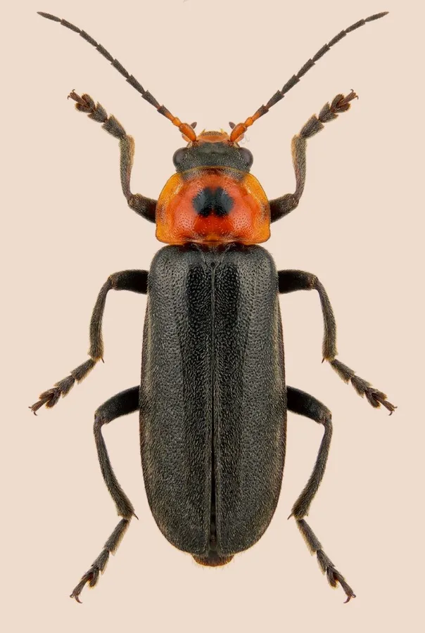 Dark sailor beetle, Cantharis fusca, plate