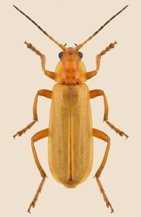 Pale soldier beetle, Cantharis livida, plate