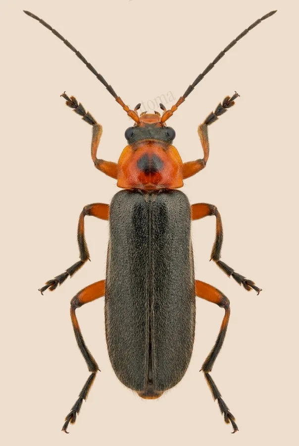 Grey sailor beetle, Cantharis nigricans, plate