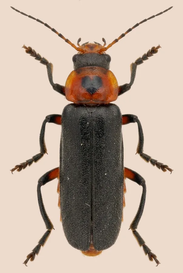 Rustic sailor beetle, Cantharis rustica, plate