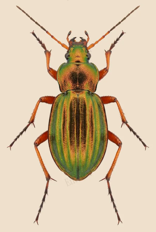 Golden ground beetle, Carabus auratus, plate