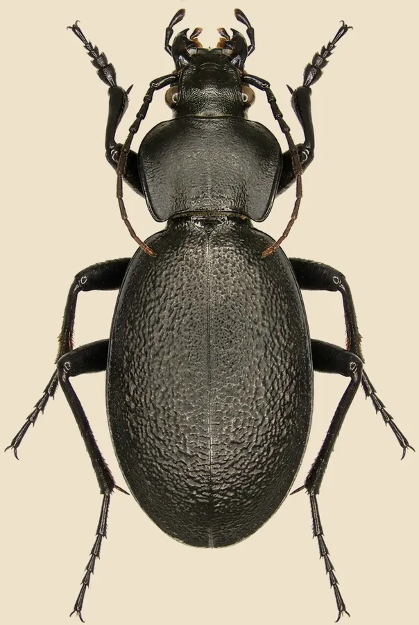 Leather beetle, Carabus coriaceus, plate