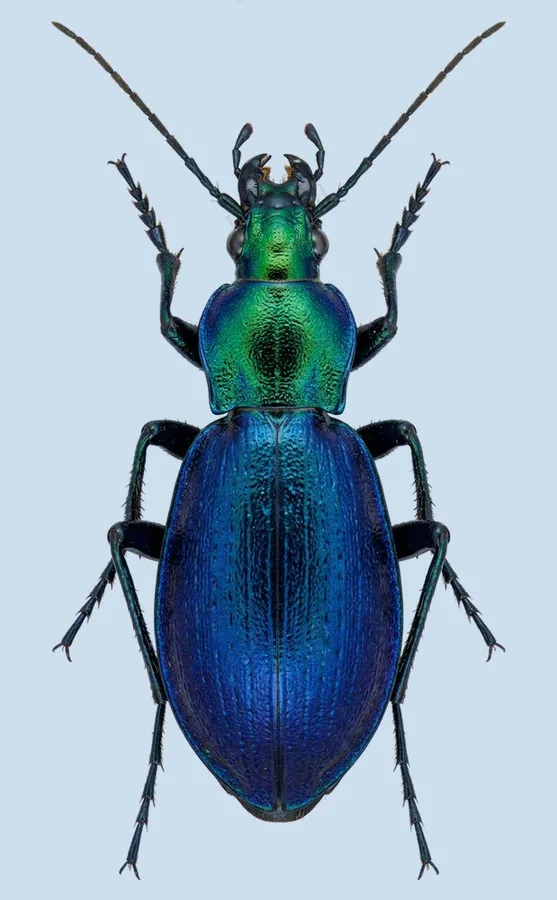 Carabus jankowskii, Carabus jankowskii, plaat