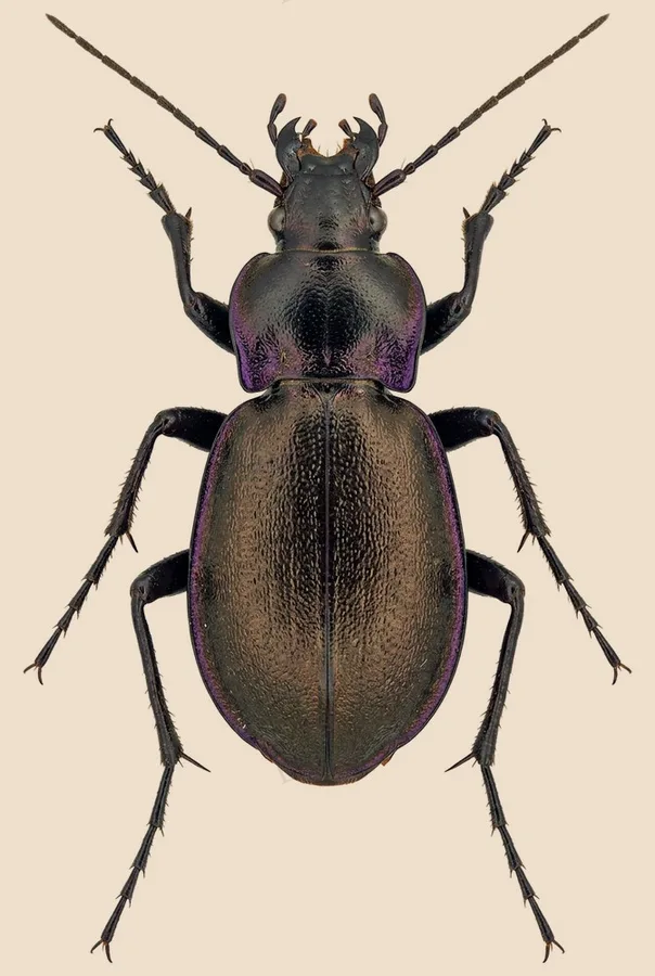 Bronze ground beetle, Carabus nemoralis, plate