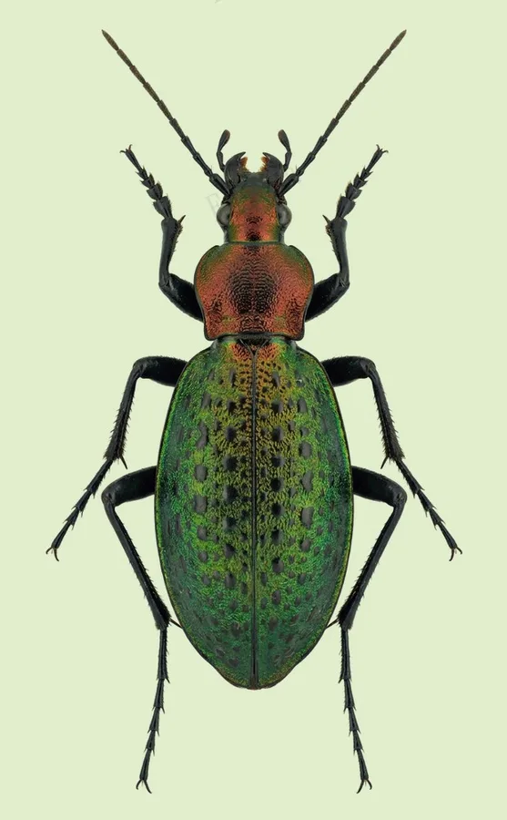 アオカブリモドキ（Carabus smaragdinus）の図版