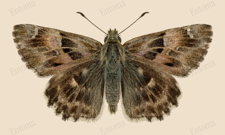 Mallow skipper, Carcharodus alceae, plate