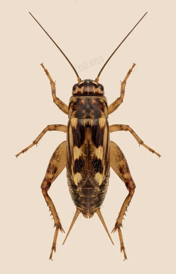 Cardiodactylus guttulus（Cardiodactylus guttulus）の図版