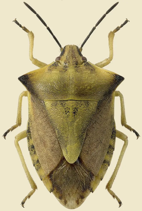 Northern fruit bug, Carpocoris fuscispinus, plate