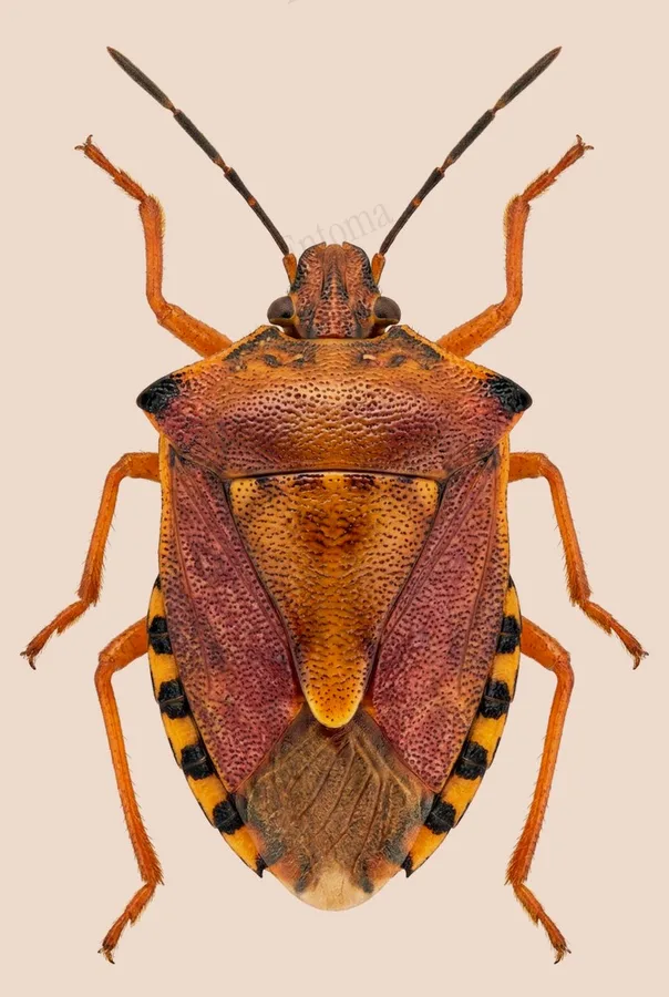 Black-shouldered shieldbug, Carpocoris purpureipennis, plate