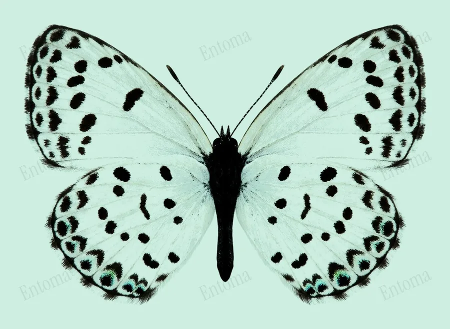 Castalius rosimon, Castalius rosimon, planche