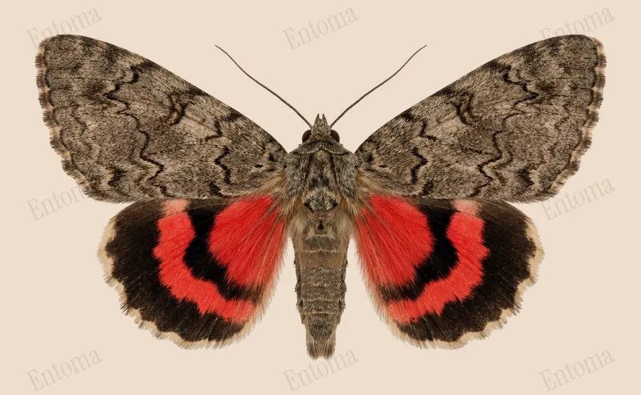 Red underwing, Catocala nupta, plate