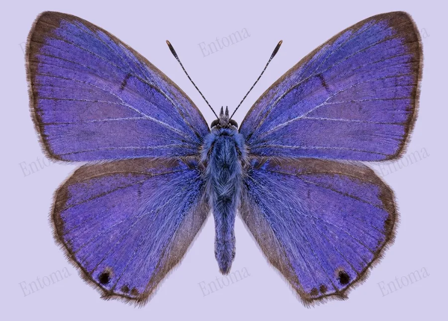Catochrysops strabo, Catochrysops strabo, planche