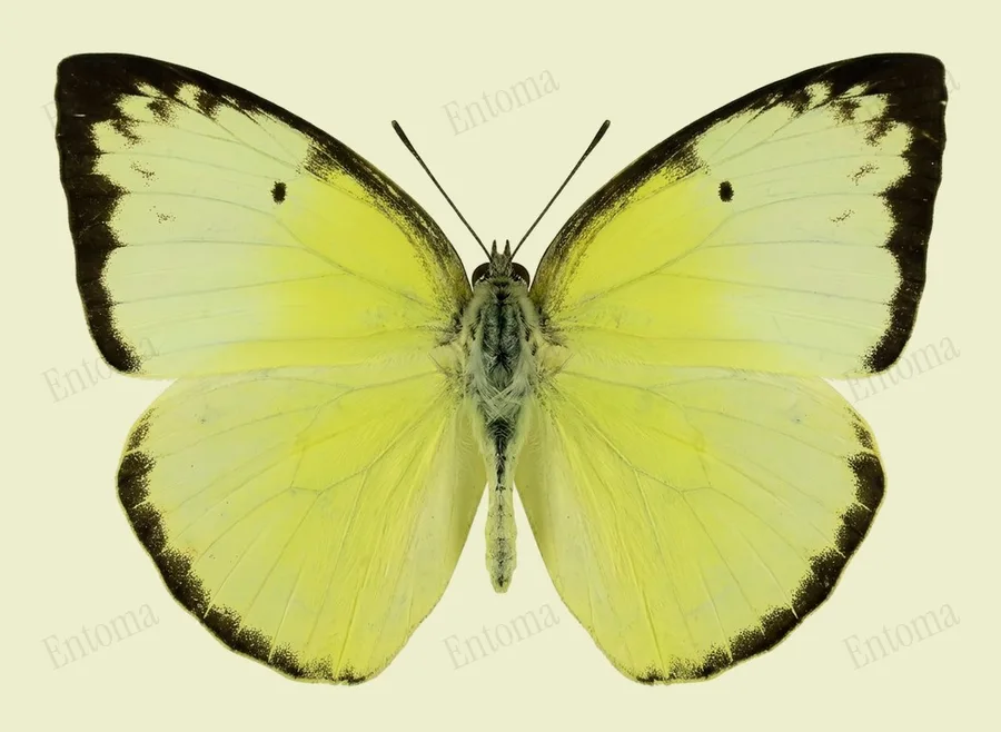 Catopsilia pomona, Catopsilia pomona, levha