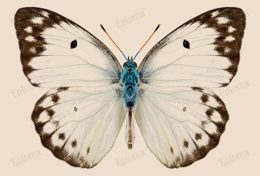 Catopsilia pyranthe(Catopsilia pyranthe) 도판
