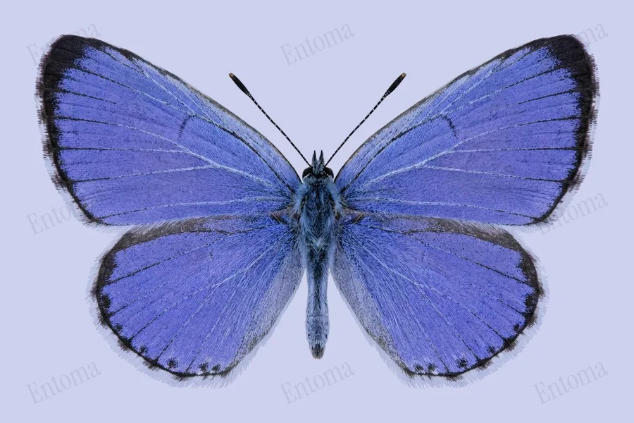 Holly blue, Celastrina argiolus, plate