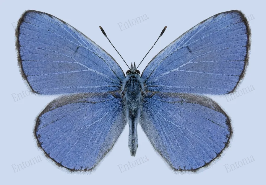 Celastrina echo, Celastrina echo, tavola