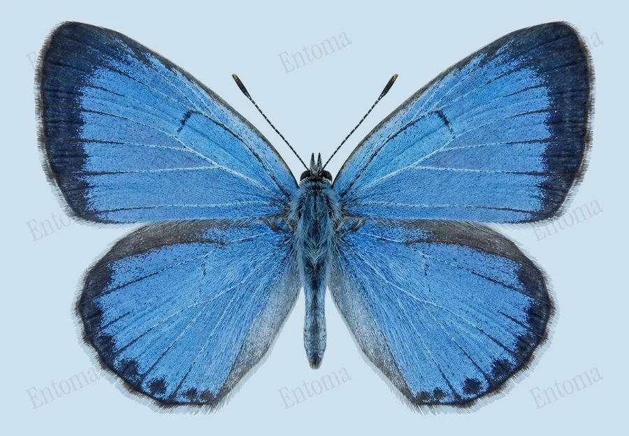 Celastrina neglecta, Celastrina neglecta, lámina