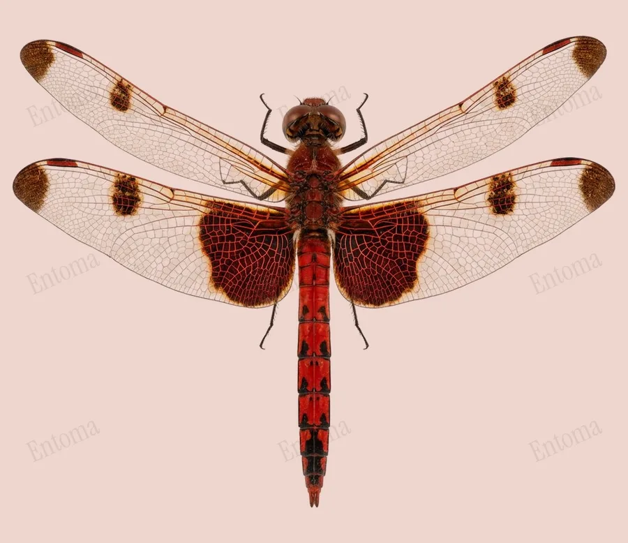Celithemis elisa（Celithemis elisa）の図版