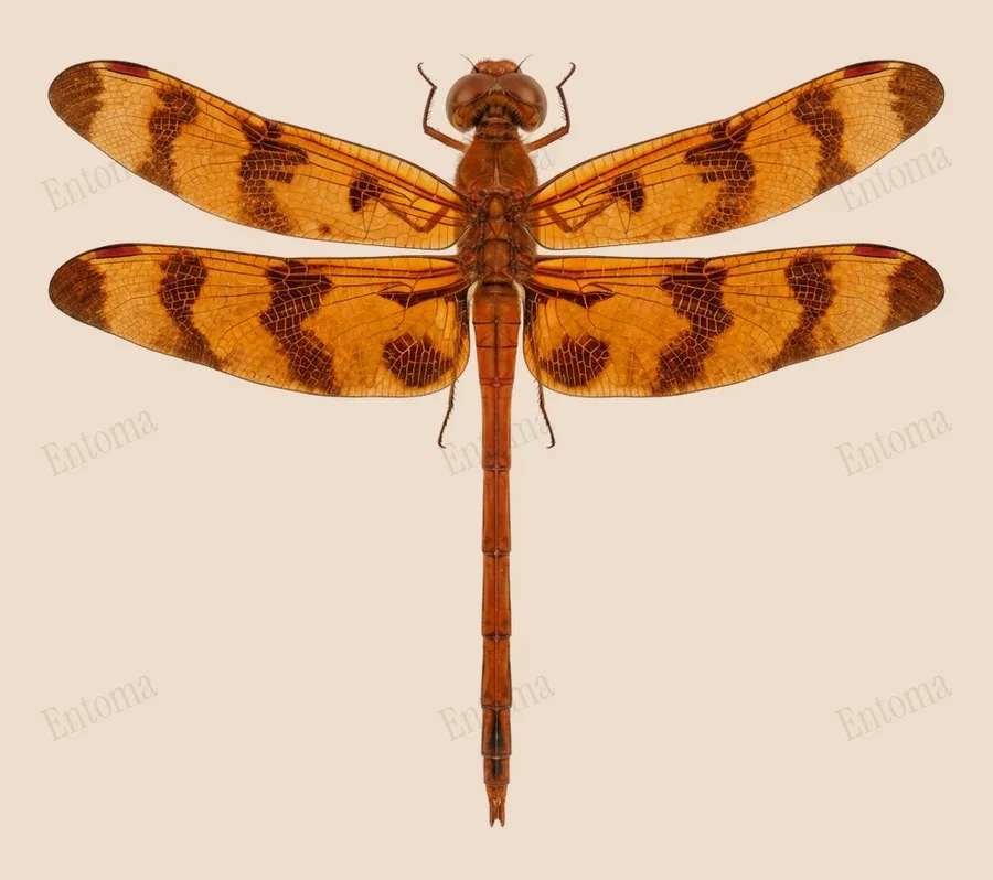 Halloween pennant, Celithemis eponina, plate