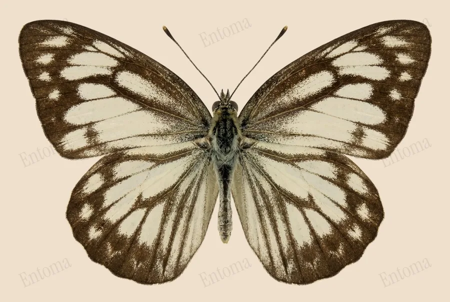 Cepora nerissa（Cepora nerissa）の図版