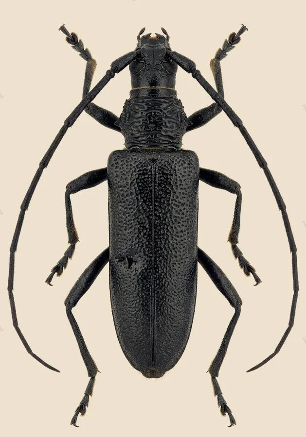 Lesser capricorn beetle, Cerambyx scopolii, plate