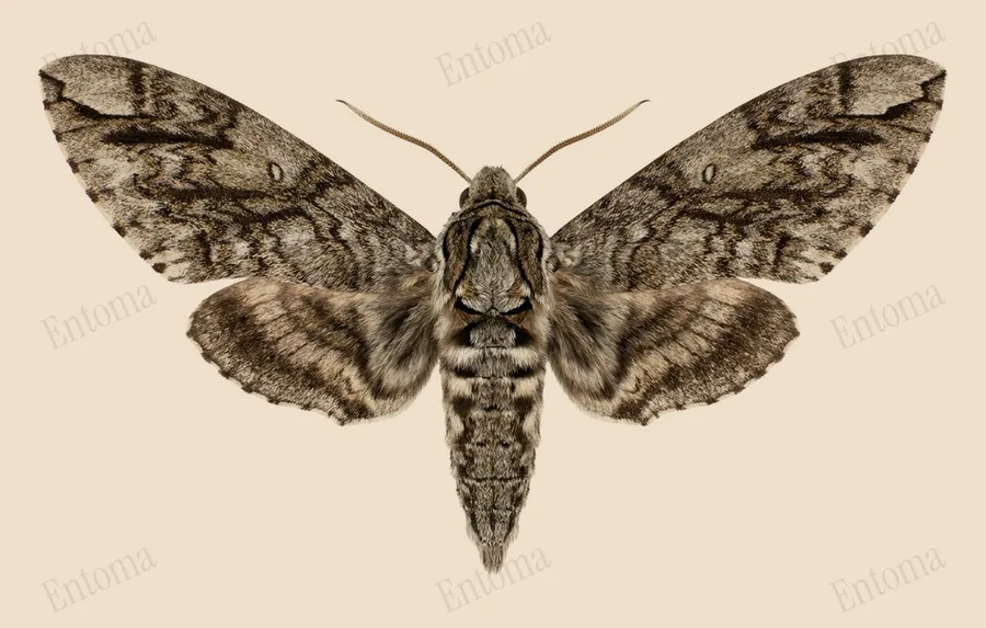 Ceratomia undulosa, Ceratomia undulosa, tavola