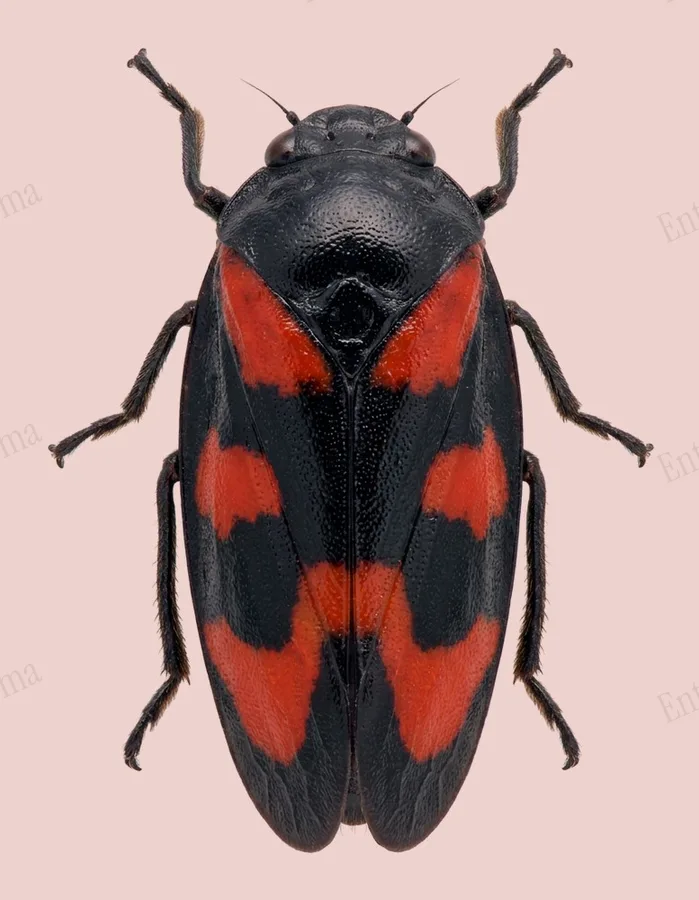 Common froghopper, Cercopis vulnerata, plate