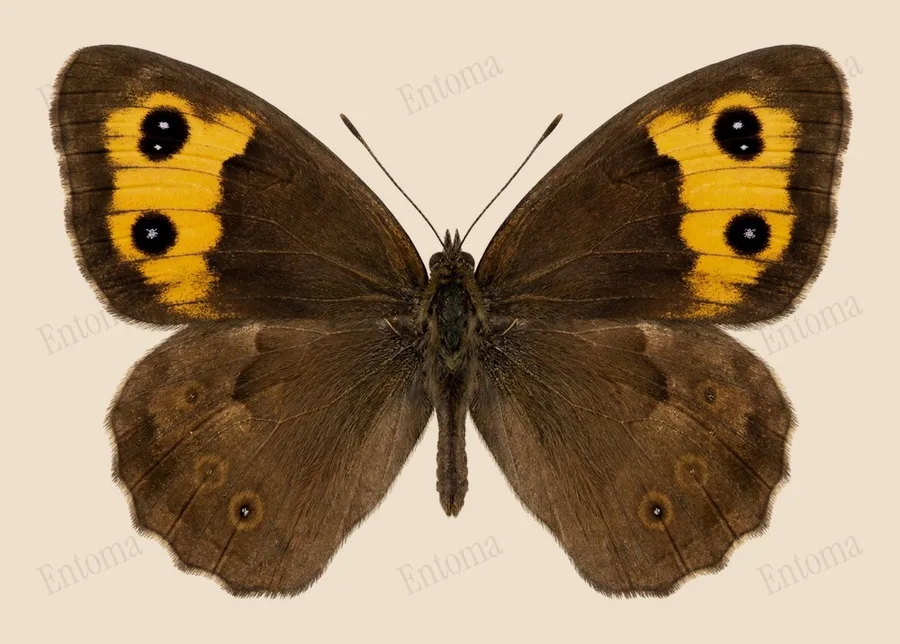 Common wood-nymph, Cercyonis pegala, plate