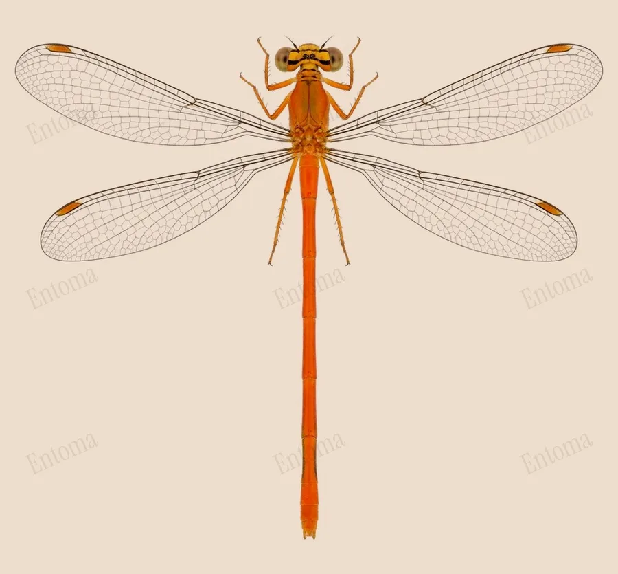 Ceriagrion auranticum, Ceriagrion auranticum, tavola