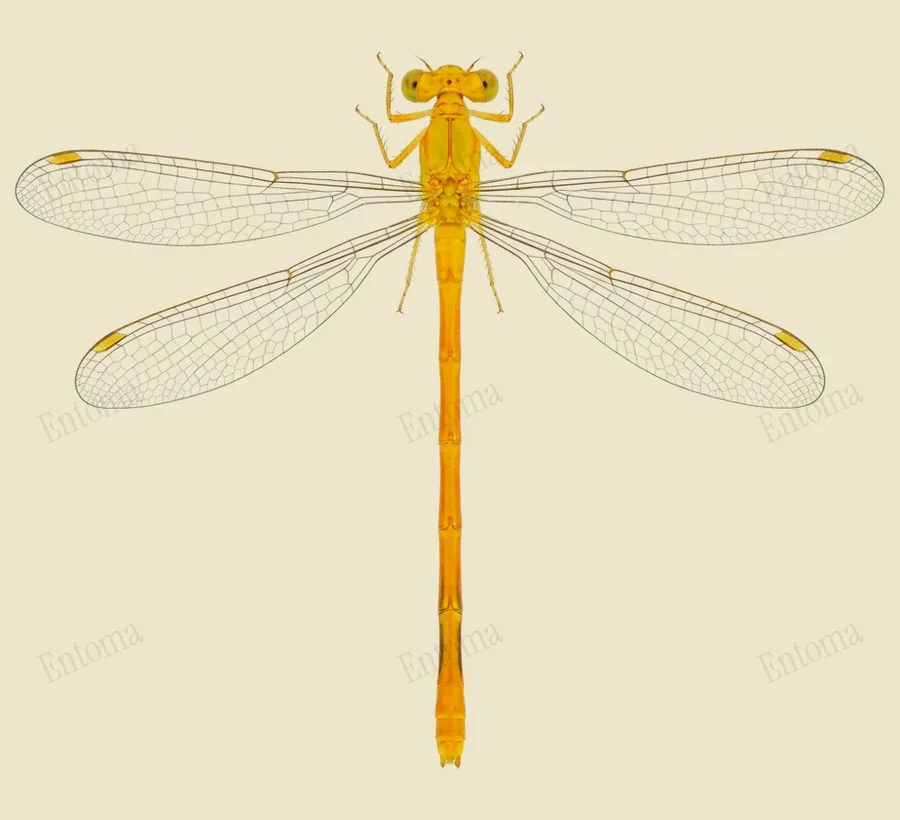 Ceriagrion coromandelianum, Ceriagrion coromandelianum, tavola