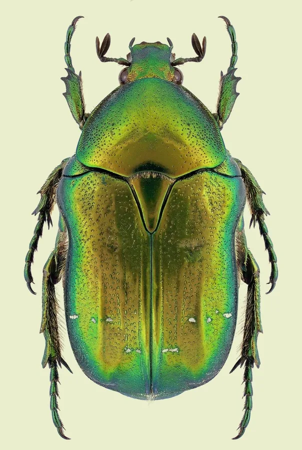 European rose chafer, Cetonia aurata, plate