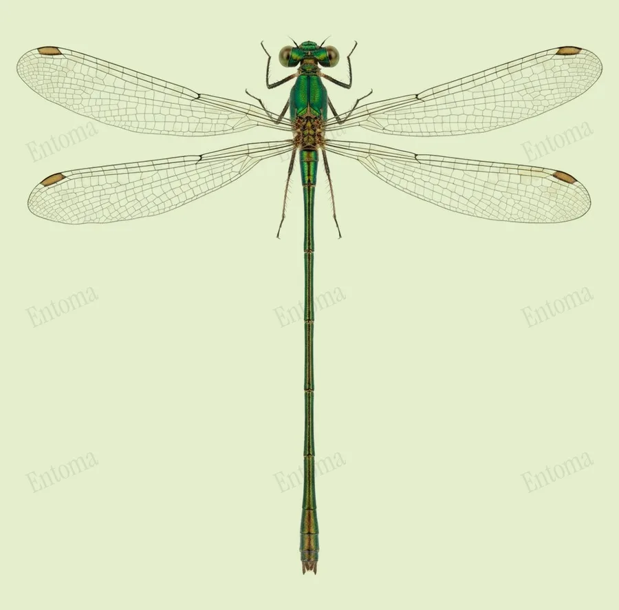 Western willow spreadwing, Chalcolestes viridis, plate