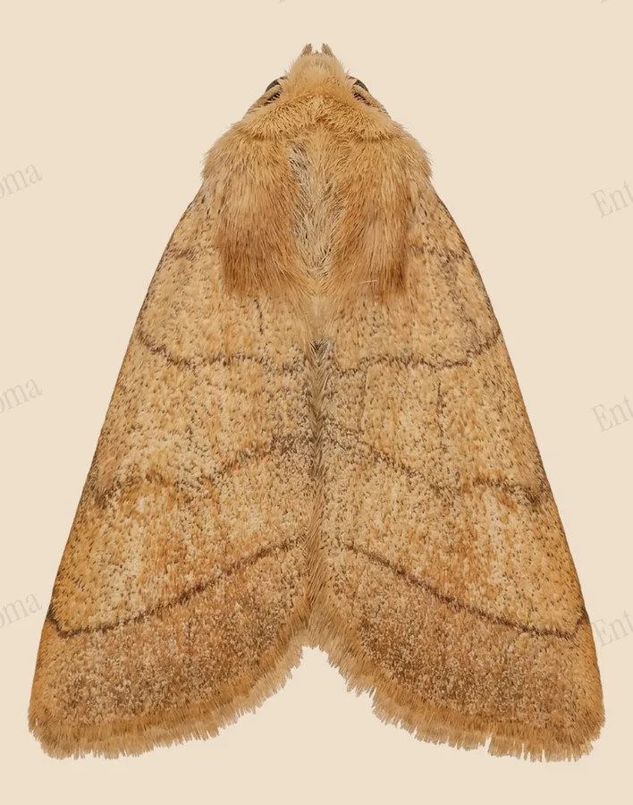 Treble lines, Charanyca trigrammica, plate
