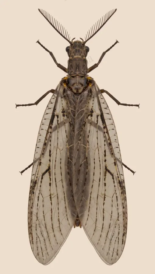 Spring fishfly, Chauliodes rastricornis, plate