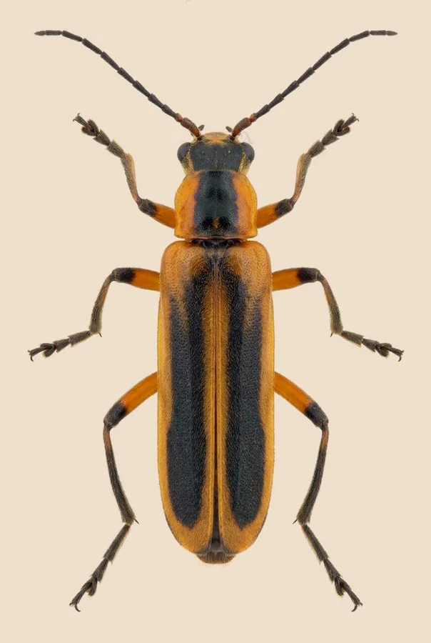 Margined leatherwing beetle, Chauliognathus marginatus, plate