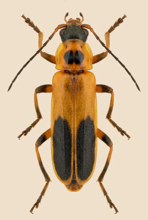 Goldenrod soldier beetle, Chauliognathus pensylvanicus, plate