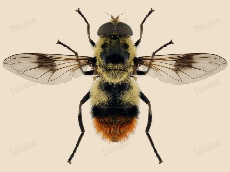Bumblebee blacklet, Cheilosia illustrata, plate