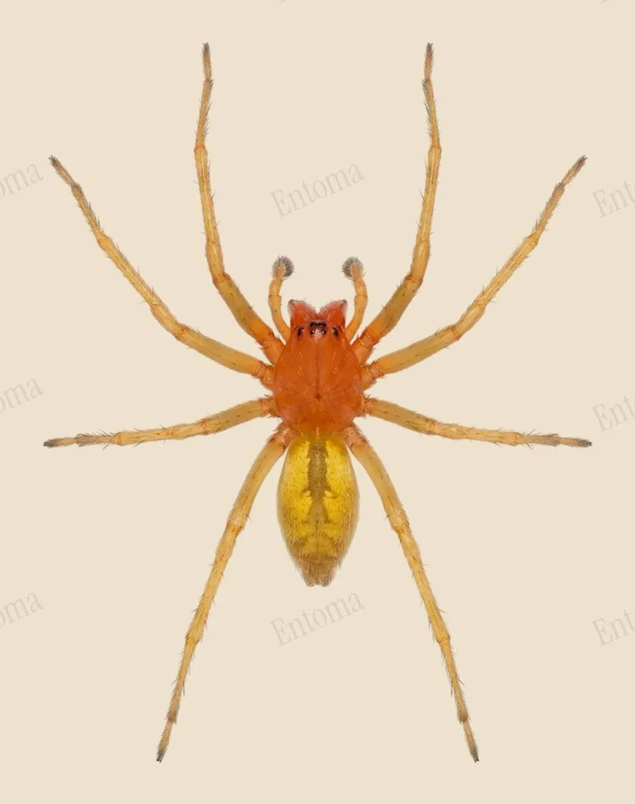Cheiracanthium punctorium, Cheiracanthium punctorium, levha