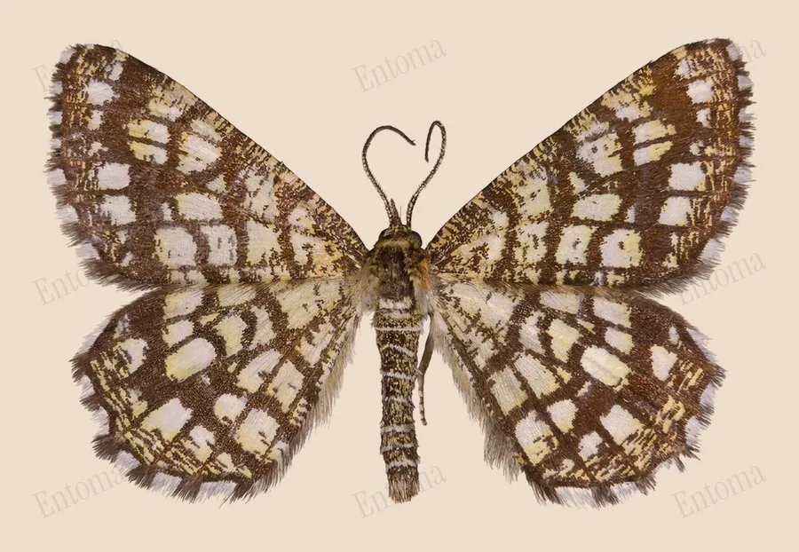 Latticed heath, Chiasmia clathrata, plate