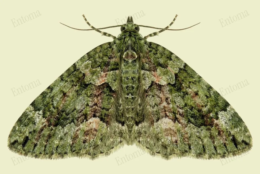 Red-green carpet, Chloroclysta siterata, plate