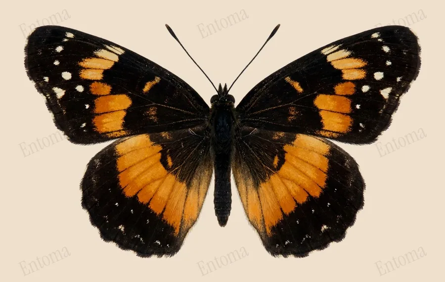 Chlosyne lacinia（Chlosyne lacinia）の図版