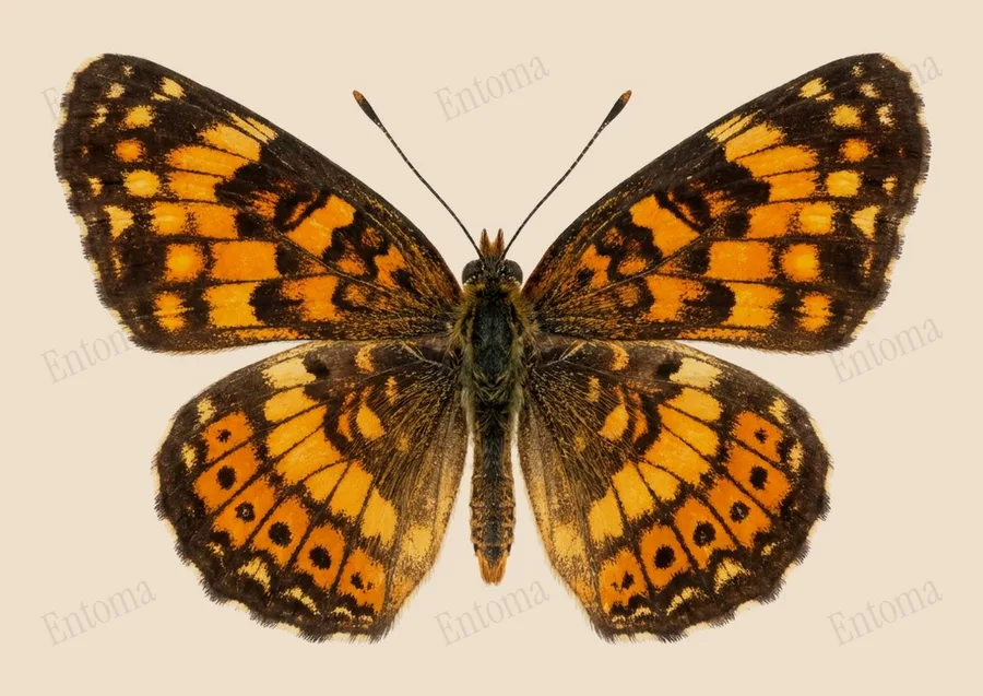 Chlosyne nycteis, Chlosyne nycteis, lámina